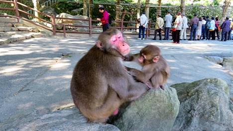 Japaninmakaki on erittäin älykäs laji, joka elää eläintarhoissa usein lähes 40-vuotiaaksi. Kuvassa japaninmakakeja Takasakiyaman eläintieteellisessä puistossa Japanissa lokakuussa 2018.
