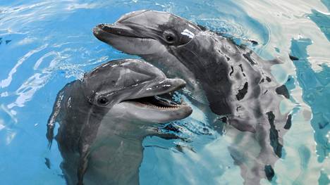 Särkänniemi sai siirtoluvan delfiineille – Kreikka on yksi vaihtoehto -  Kotimaa - Ilta-Sanomat