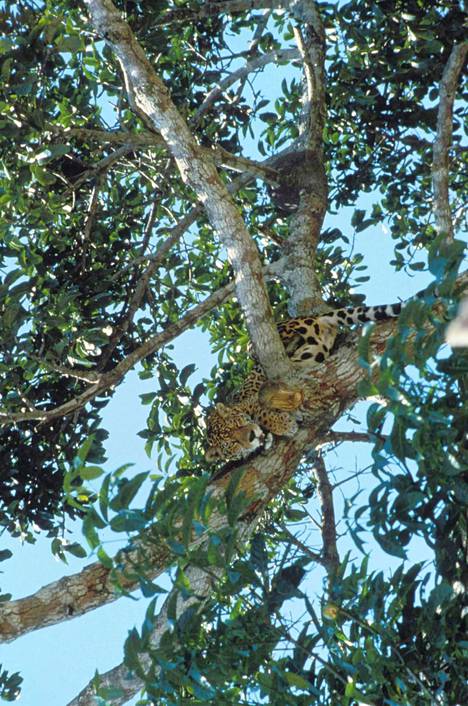 Jaguaari kuvattuna viidakossa Amazonin alueella.