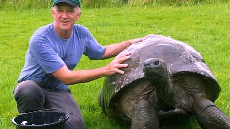 184-vuotias jättiläiskilpikonna kävi pesulla ensi kertaa elämässään –  Jonathan on Saint Helenan kuuluisin eläinasukas - Lemmikit - Ilta-Sanomat