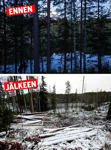 UPM Metsän lupaehtojen vastainen hakkuu ulottui Mikkelin Ristiinan Kallaveden rantaan saakka, vaikka rantapuut oli maisematyöluvassa määrätty säästettäväksi. Sama maisema ennen ja jälkeen luvanvastaisten hakkuiden.