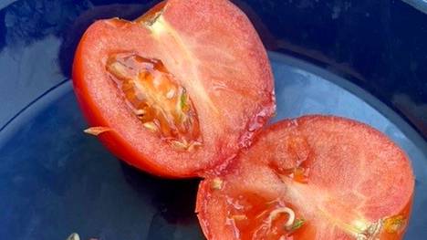 Suvin tomaattien sisältä löytyi erikoinen näky.