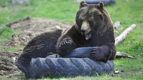Kuusamon suurpetokeskuksen Juuso-karhu on eläintarhan tunnetuimpia asukkaita.