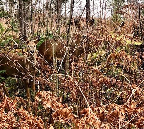 Jos metsään haluat mennä nyt, sä takuulla yllätyt. Tässä kuvassa ei ole lastenlaulun lupaamia teddykarhuja huviretkellä, vaan maastossa on piilosilla muita metsän eläimiä. Kuinka monta löydät?