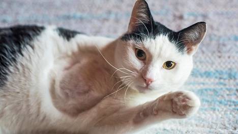 Haulikolla ammuttu Sulo-kissa sinnitteli rampana 12 päivää pakkasessa – ”se  on sellainen sissi” - Kotimaa - Ilta-Sanomat