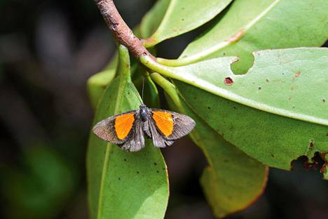 Noppaperhosten heimoon kuuluva perhoslaji on yksi uusista löydöistä.