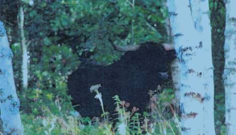Tummakarvainen yksilö kuvattuna elokuussa 2020 naapurinmiehen metsikössä.