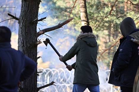 Puolaan yrittävät siirtolaiset katkovat puunoksia nuotiota varten Valko-Venäjän puolella rajaa.
