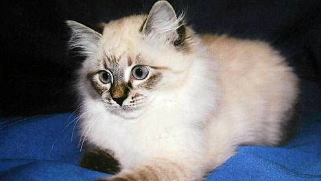Tätä kissaa Dmitri Medvedev tarjosi Tarja Haloselle.