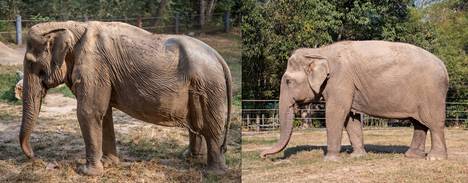 Vasemmalla Pai Lin, jonka selkä on kärsinyt siitä, kun ihmiset turistit ratsastivat sillä vuosien ajan. Oikealla Thung Ngerniksi kutsuttu norsu, jonka selkä on terve.