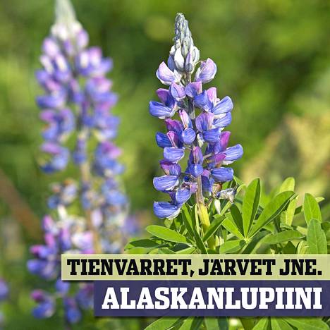 Alaskanlupiini (Lupinus nootkatensis)