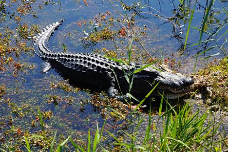 Etelä-Floridassa sijaitseva Evergladesin kansallispuisto on UNESCOn maailmanperintökohde. Rämealueella voi nähdä esimerkiksi alligaattoreita. Kuvituskuva