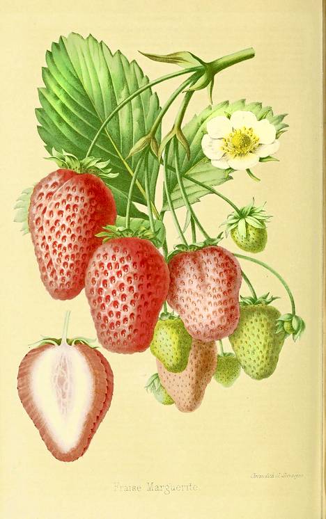 Mansikka tekee kesän. Kuva ranskalaisesta kasvitaulusta 1860-luvulta.