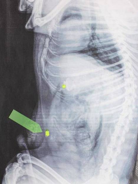Röntgenkuva paljasti koiran vatsasta kaksi ilmakiväärin panosta.
