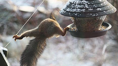 Ruokintapisteitä voi sijoitella eri puolille pihaa niin, että orava ei omi pihan ainoaa ruokintapistettä omakseen. Kun pisteitä on useampia, orava nauttii ruokansa yleensä yhdellä telineellä, linnut muualla.