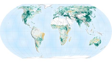 Nasan julkaisemalla kartalla vihreät kohdat ovat alueita joissa metsien määrä on lisääntynyt, ruskeat alueita joissa ne ovat vähentyneet viimeisen 20 vuoden aikana.