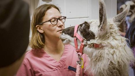 Yliopistollisen hevossairaalan johtava eläinlääkäri Kati Niinistö hoitaa Orvokki-laamaa.