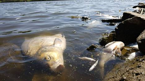 Oderjoella tapahtui kalojen joukkokuolemaa elokuussa.