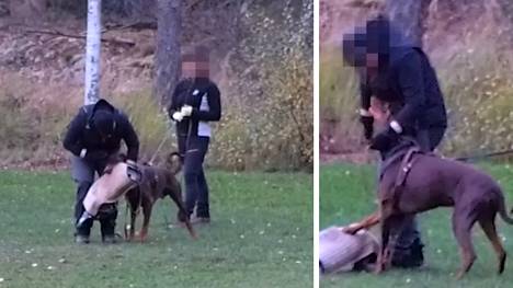 Salaa kuvatut videot koirien suojelukoulutuksesta järkyttivät väkivaltaisuudellaan.