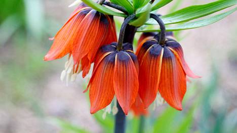 Keisarinkruunun kukan väri voi olla keltainen, punainen tai oranssi.