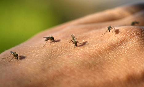 Kesän hyttysmäärä ratkeaa lähiviikkojen aikana: kosteus on hyttysille hyväksi, kuivuus haitaksi.