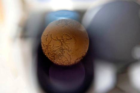 Pekilon rihmastoa kuvattuna mikroskoopin linssin läpi.