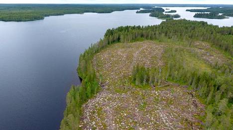 Hakkuualue Suomussalmen Piispajärvellä heinäkuussa 2019. Ympäristöministeriön mukaan hakkuut ja metsänkasvun hidastuminen ovat nostaneet Suomen maankäyttösektorin päästölähteeksi.