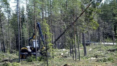 Nykypäivän metsuri on yhä useammin metsäkoneenkuljettaja, jolta vaaditaan paljon teknisiä taitoja.