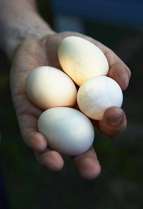 1:2 on munamaitoseoksessa oikea määrä kananmunaa ja maitoa.