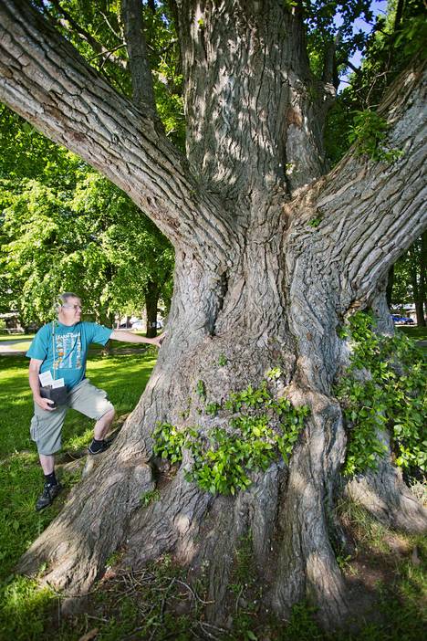 Uutuuskirja esittelee Suomen suurimmat puut – tiesitkö Lyydikkälän tammen,  ”Kiteen jättiläisen” ja Tsaarinpoppelin? - Matkat - Ilta-Sanomat