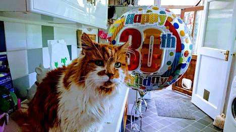 Maailman vanhin kissa Rubble on kuollut – ehti elää ihmisen ikään  verrattuna 150 vuotta - Viihde - Ilta-Sanomat