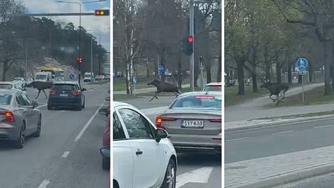 Vauhkoontunut hirvi säikyttelee autoilijoita Turun keskustan liepeillä.