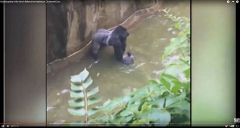 Videolla näkyy, miten gorilla on pojan kanssa vedessä.