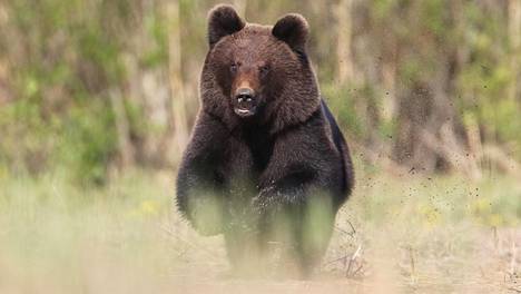 Luontokuvaaja Lassi Kujala kohtasi karhun silmästä silmään Haminassa.