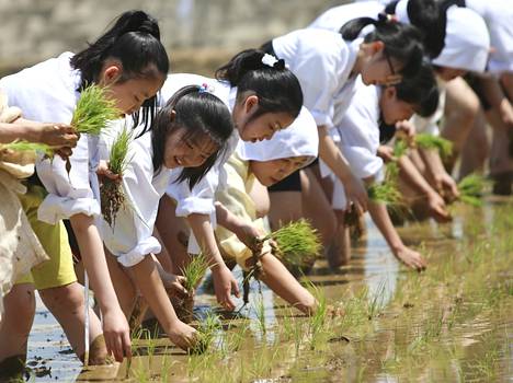 Eteläkorealaiset koululaiset kokeilivat riisin istutusta.