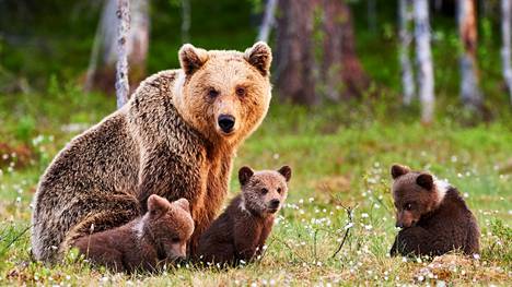 Karhun varmasti tunnet, mutta miten on muiden Suomen luonnossa elävien eläinten laita? 