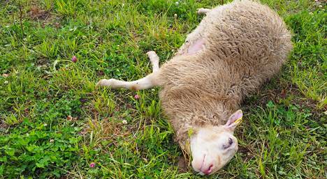 Lampuri Hannu Iso-Junno kertoo, että hän aikoo vielä viikonloppuna käydä kaikkia lampaat läpi siltä varalta, että uhreja löytyy vielä lisää.