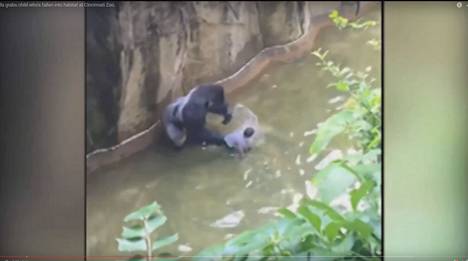 Gorilla ei videolla näytä vahingoittavan poikaa.