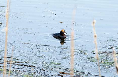 Mustakurkku-uikku on yksi Suomenojan lintualtaan harvinaisimmista linnuista.