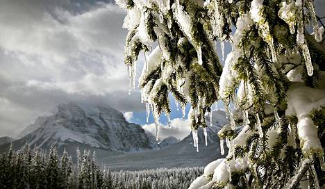 Jääpuikkoja kuusessa Banffin kansallispuistossa Albertassa Kanadassa.