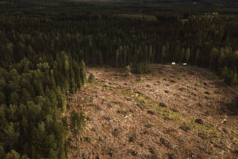 Syke: Hakkuut vähentävät metsien hiilinieluja tiedettyä pidempään - Kotimaa  - Ilta-Sanomat