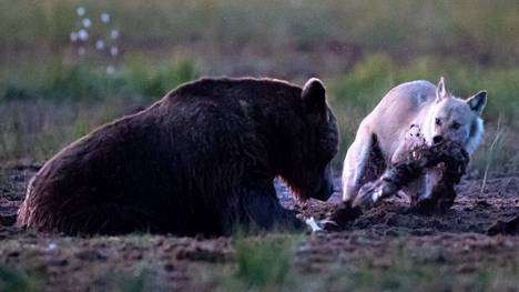 Karhu ja susi saman riistan kimpussa Kuhmossa kesällä 2019.