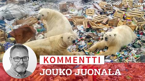 Pohjoisten merialueiden jäätiköiden sulaminen ilmastonmuutoksen myötä on kaventanut jääkarhujen elinympäristöä. Kuvan jääkarhut etsivät ravintoa kaatopaikalta Novaja Zemljan saaristossa Venäjällä lokakuussa 2018. 
