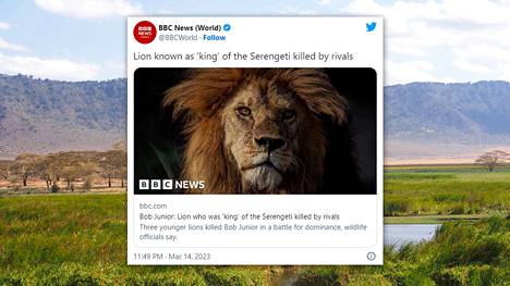 BBC kertoo Serengetissä eläneen leijonan kohtalosta.