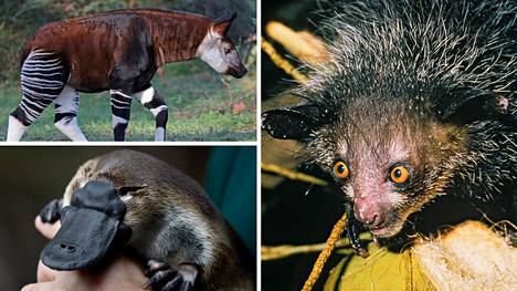 Testaa, tunnetko maailman oudoimmat eläimet - Ulkomaat - Ilta-Sanomat