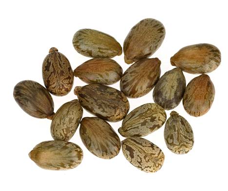 Risiinin siemenistä tehtyjä myrkkyjä on käytetty salamurhissa.