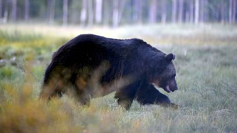 epäilee metsästäjien käyttäneen metsästyslain vastaisia menetelmiä kahdessa viime syksyllä Kouvolassa järjestetyssä karhujahdissa. Kuvituskuva