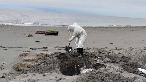 Chilen kalatalousviraston työntekijä hautasi kuollutta merileijonaa otettuaan siitä näytteen Magallanesin alueella Chilessä torstaina.