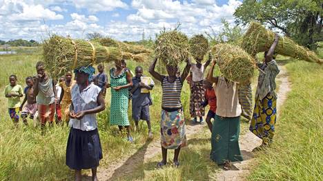 Suomi ja Ruotsi tukivat miljoonilla euroilla kehitysyhteistyöhanketta, jolla oli määrä parantaa sambialaisten pienviljelijöiden tuottavuutta.