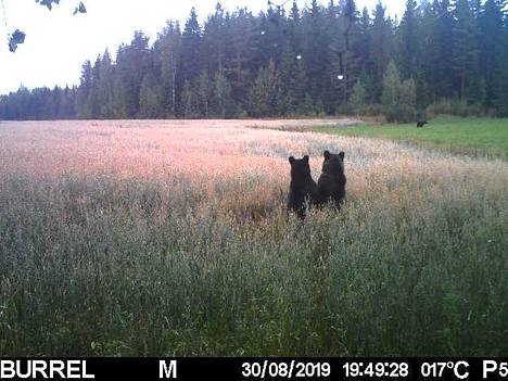 Karhunpennut katselevat aluetta tarkistavaa emoaan tassu tassua vasten.